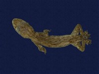 藏品(蝎虎)的圖片